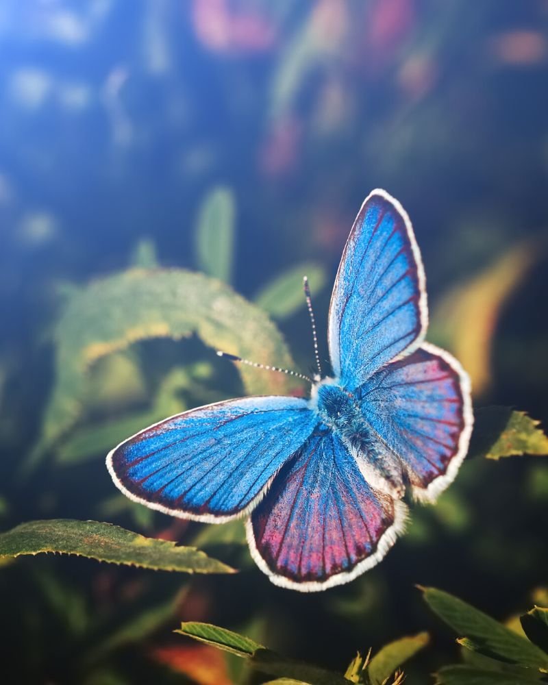 Mariposa azul iluminada sobre naturaleza